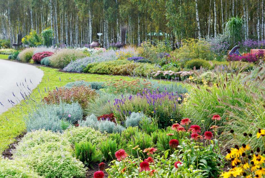 A large perennial bed under the birches puzzle online from photo
