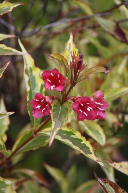 weigela puzzle online from photo
