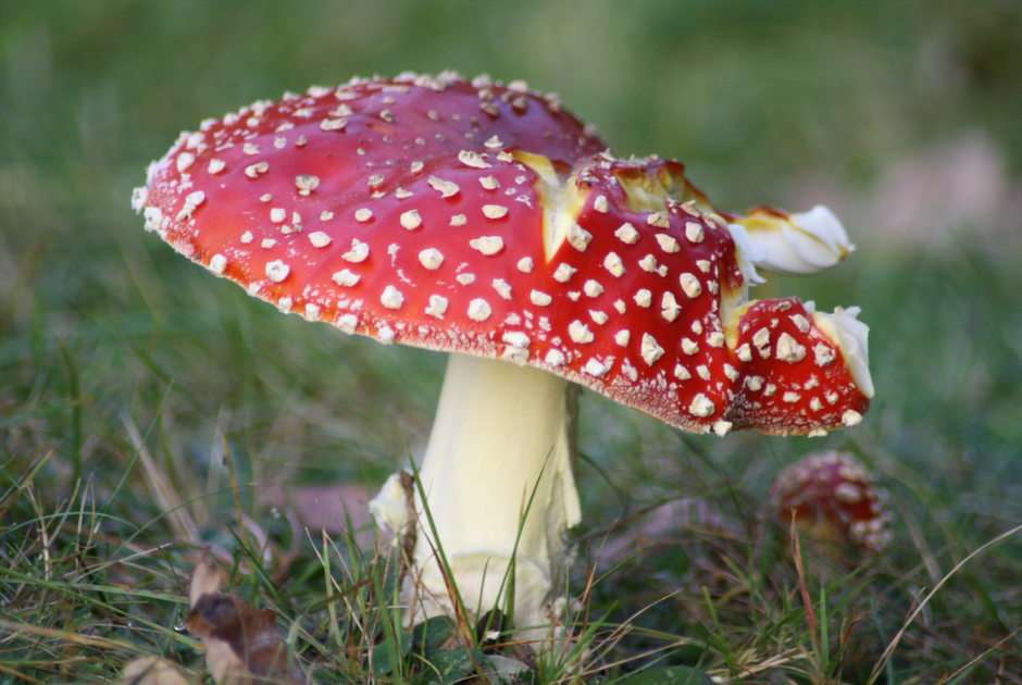 toadstool puzzle online from photo
