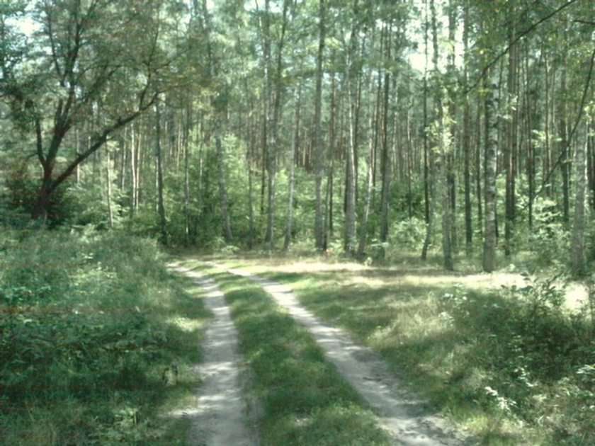 en el bosque de Sobibór puzzle online a partir de foto