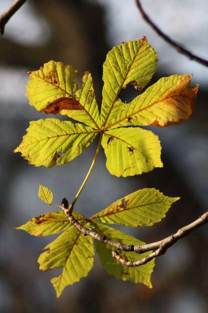 foglie di castagno puzzle online da foto
