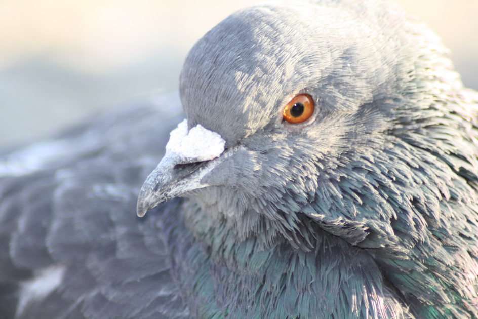 Pigeon puzzle online from photo