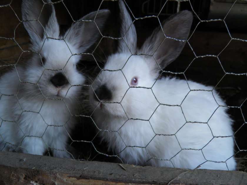 Californische konijnen online puzzel