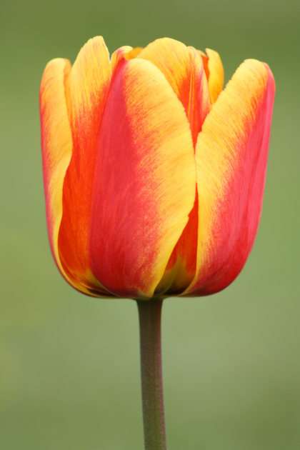 tulip puzzle online from photo