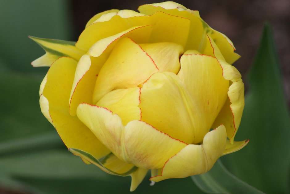 tulipe jaune puzzle en ligne