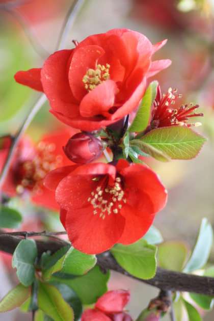blooming quince puzzle online from photo