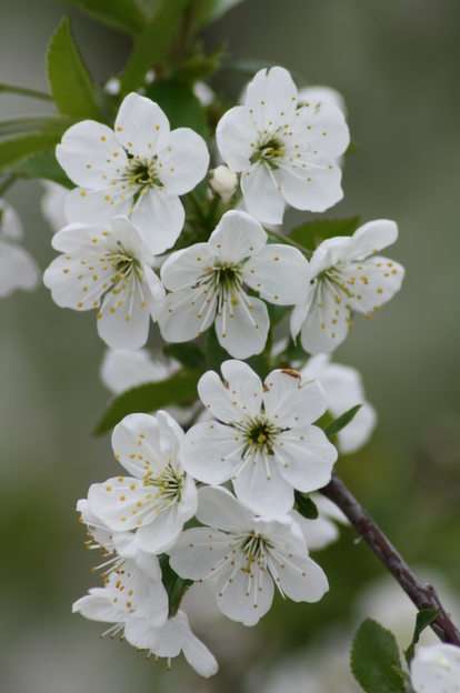 Cseresznyevirág puzzle online fotóról