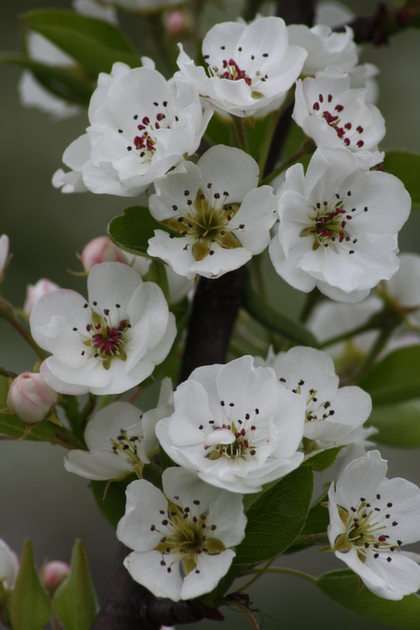 pear blossoms online puzzle