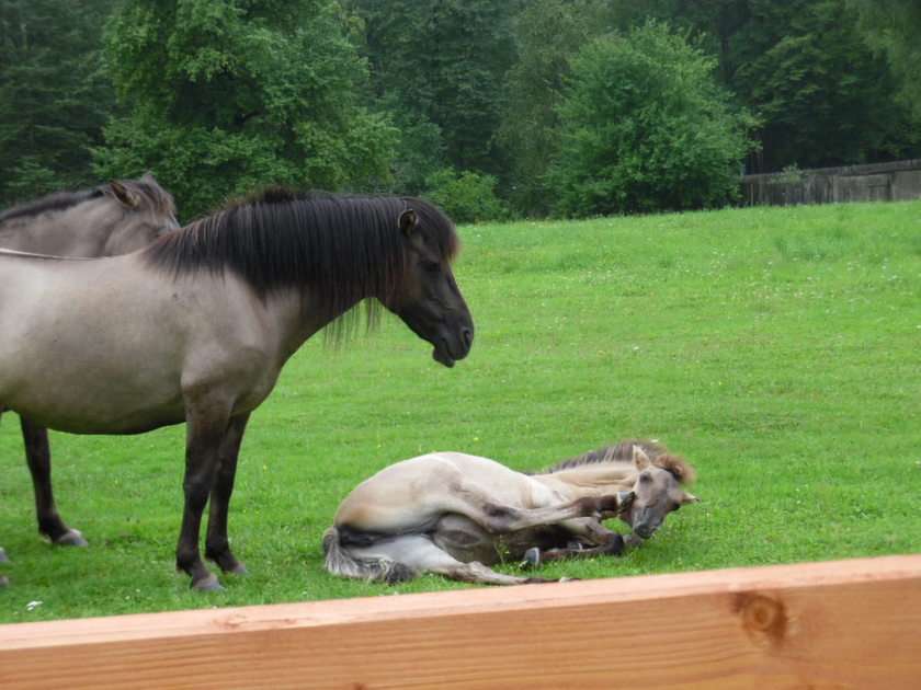 cavalos em Białowieża puzzle online
