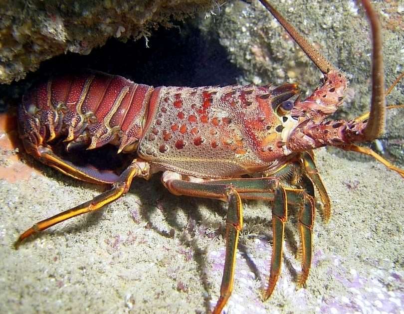 Spiny Lobster παζλ online από φωτογραφία