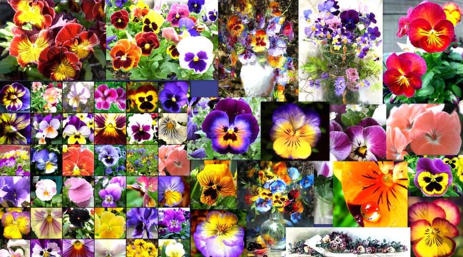 Pansies online puzzle