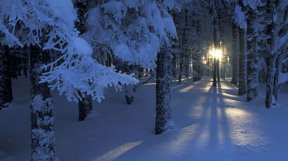 Floresta de inverno puzzle online a partir de fotografia