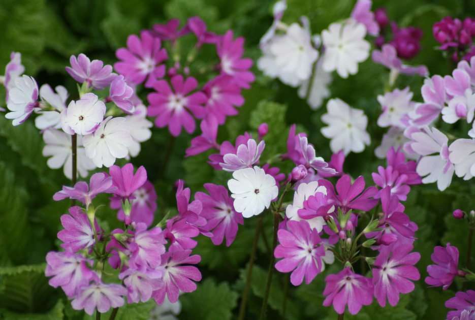 lente bloemen puzzel online van foto