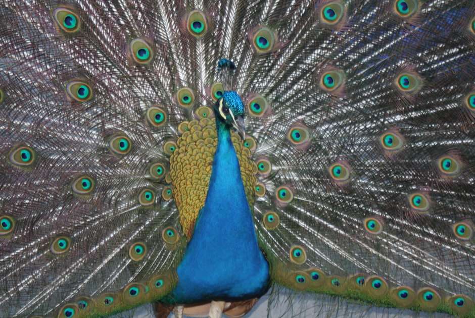 peacock in all its glory online puzzle
