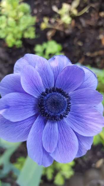 blå blomma pussel online från foto