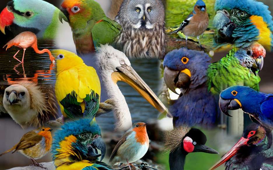Quebra-cabeça de colagem de pássaros puzzle online