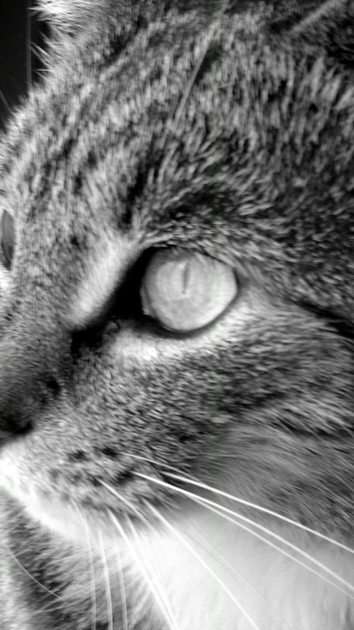 Olhos de gato puzzle online