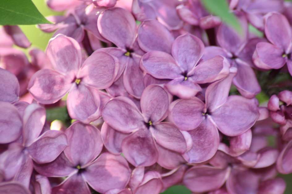 without a lilac puzzle online from photo
