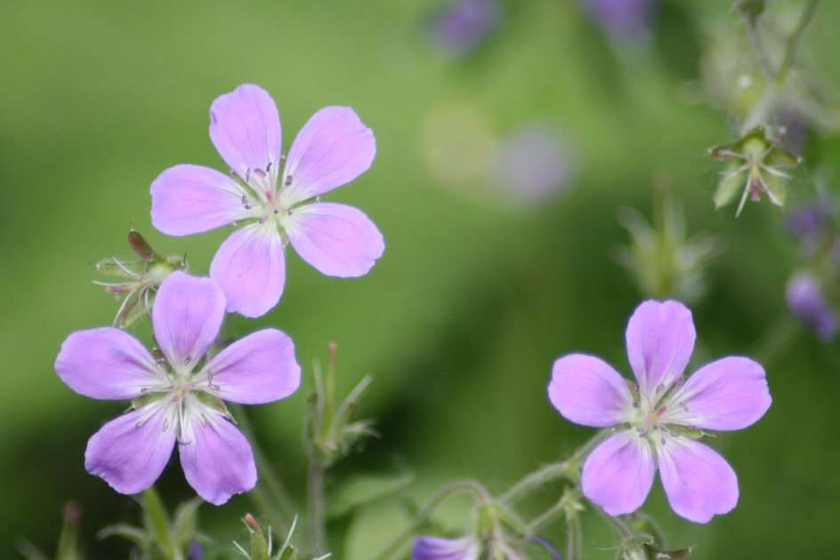 purple flowers puzzle online from photo