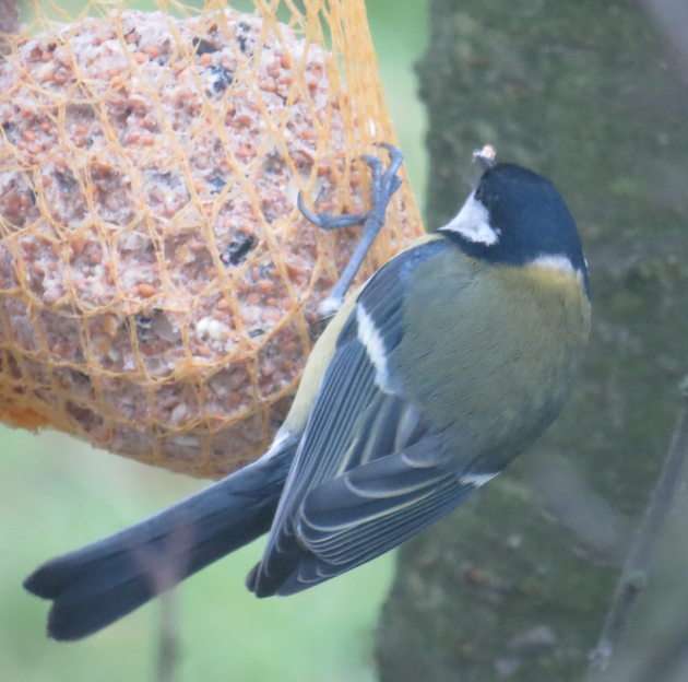 Gran tit rompecabezas en línea