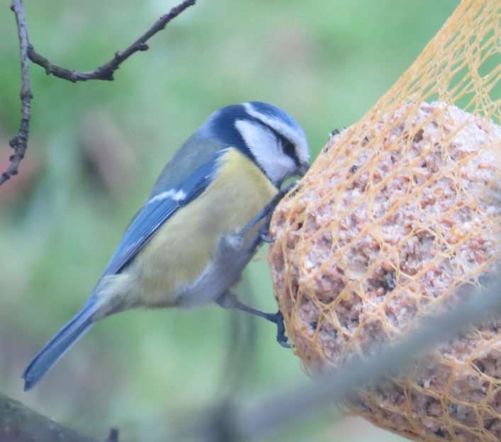 Blue tit puzzle online from photo