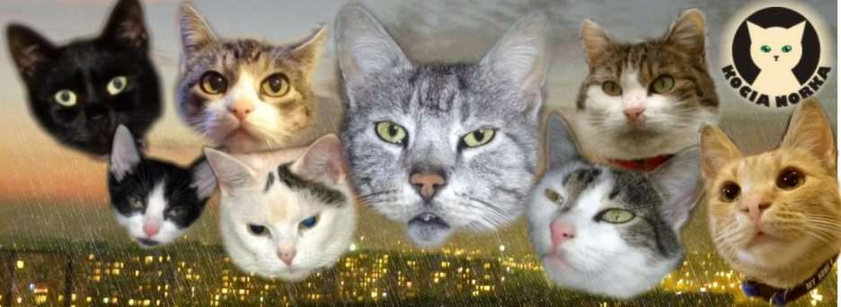 Cat Mink puzzle online z fotografie