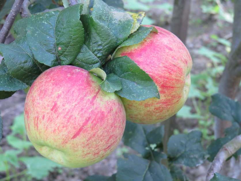 On the apple tree puzzle online from photo