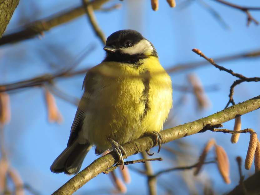 Great tit puzzle online from photo