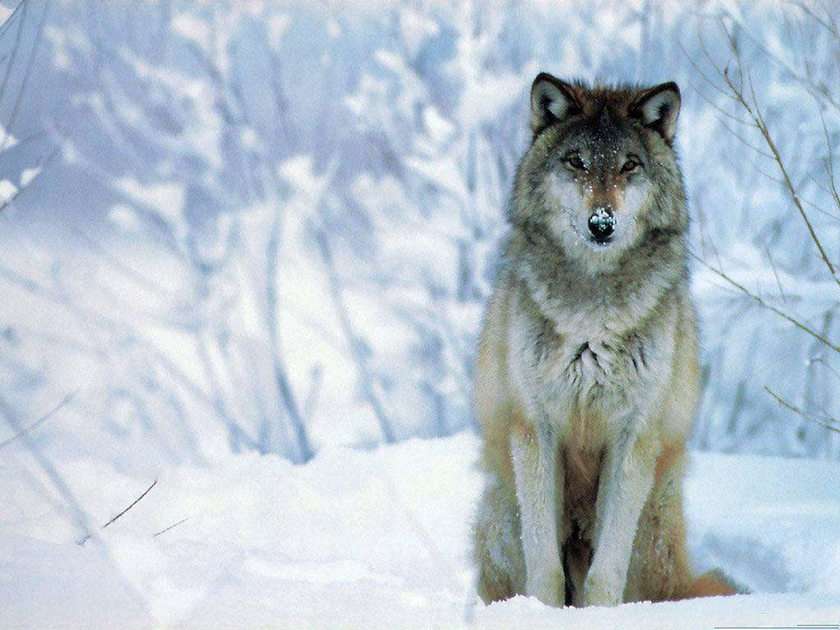 λύκος χιονιού online παζλ