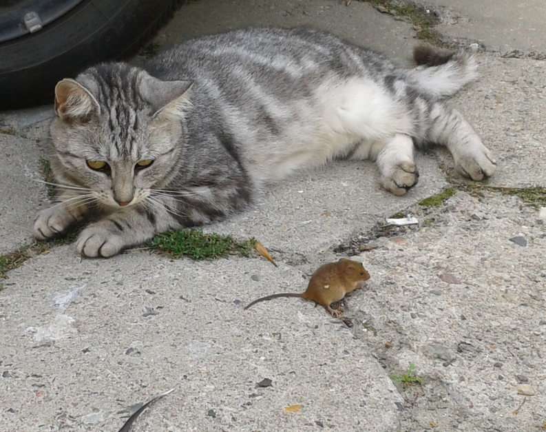 ποντίκι παζλ online από φωτογραφία