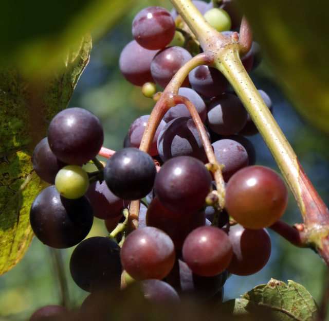 grape puzzle online from photo
