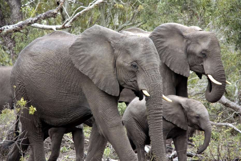 elefántok puzzel online van foto