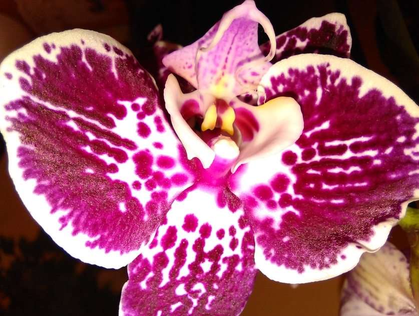 orkide pussel online från foto