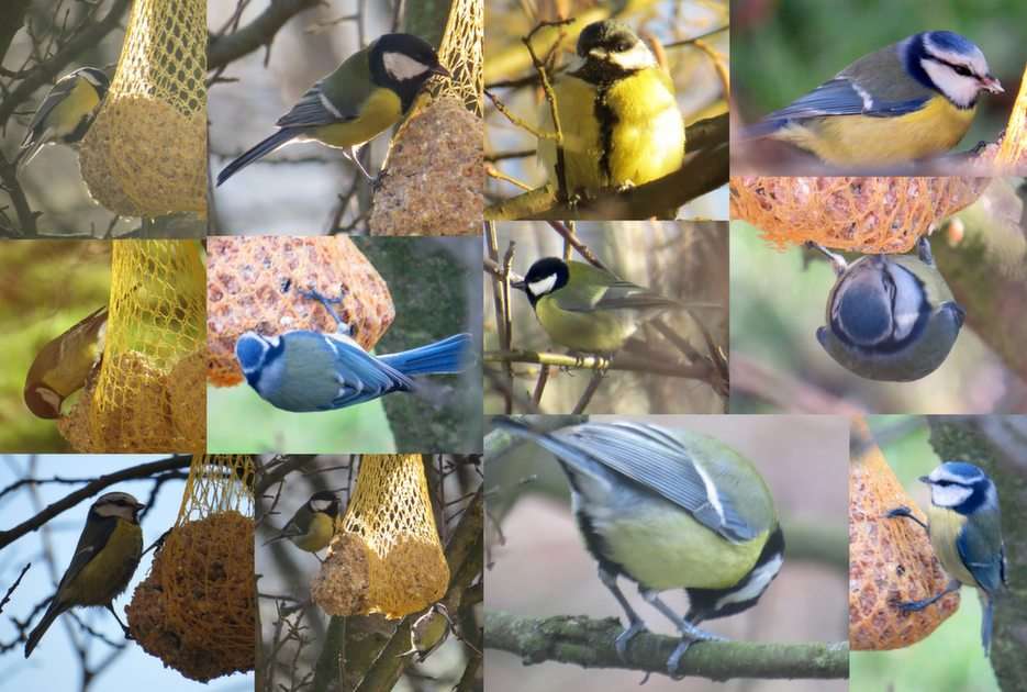 Feeding the tit puzzle online from photo