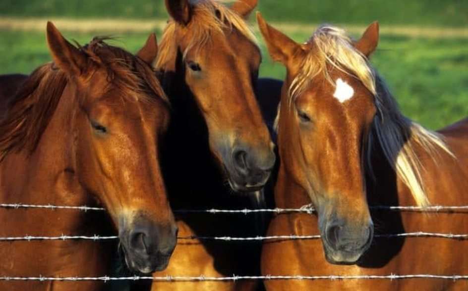 horses puzzle online from photo