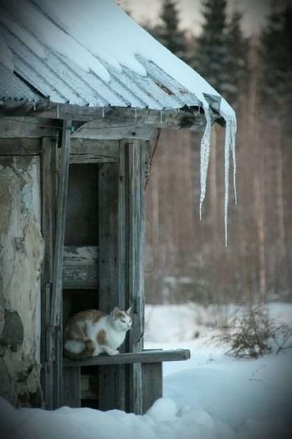 kattunge på vintern Pussel online