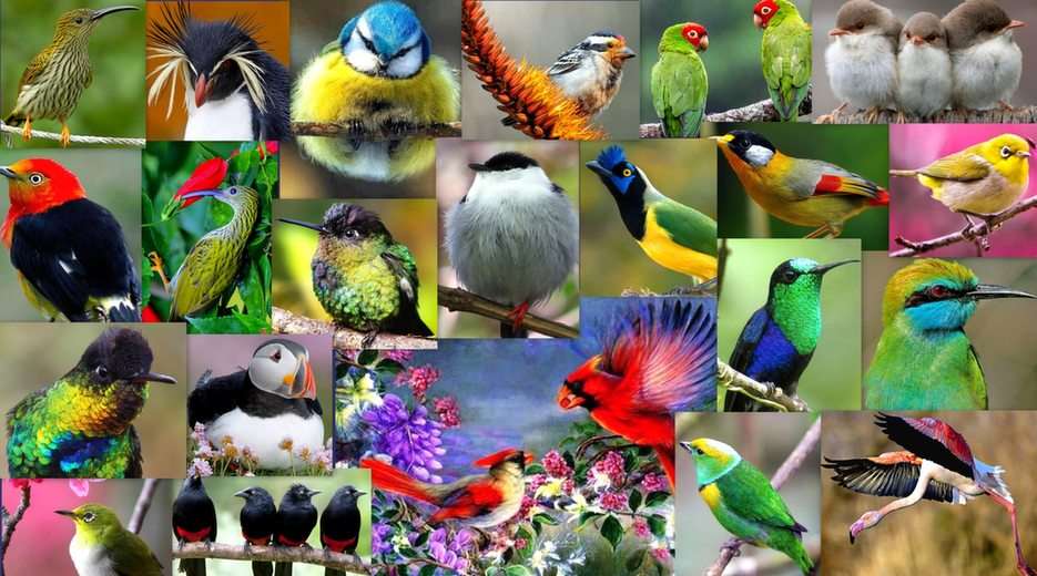Malí ptáčci online puzzle