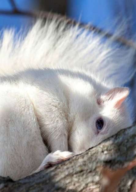 fehér mókus puzzle online fotóról
