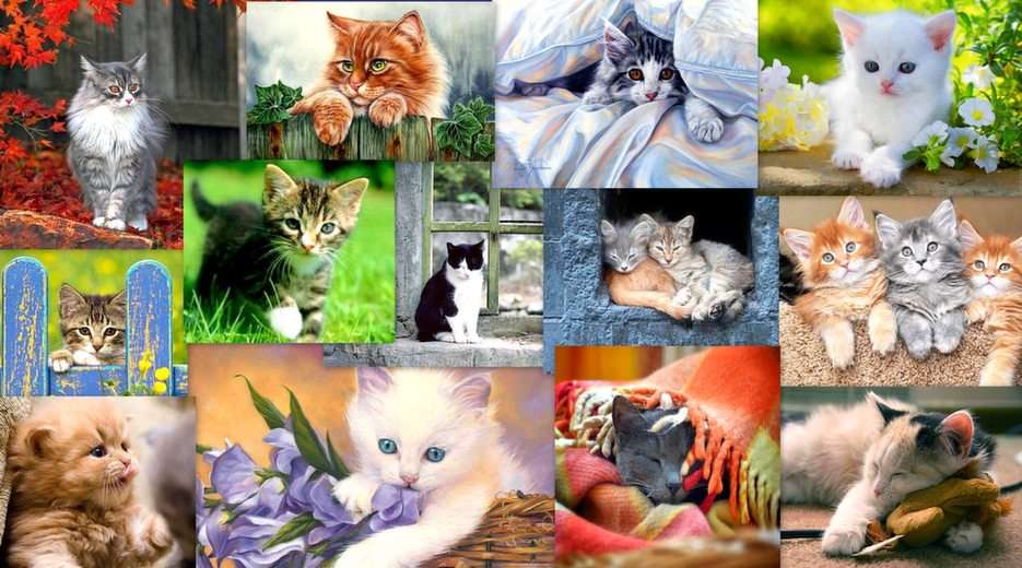 Kittens puzzle online from photo