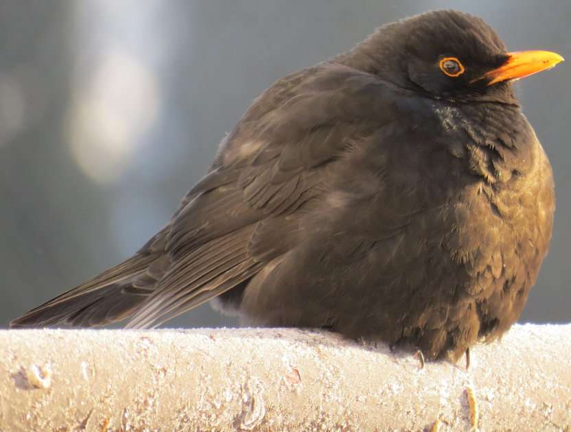 Common blackbird puzzle online from photo