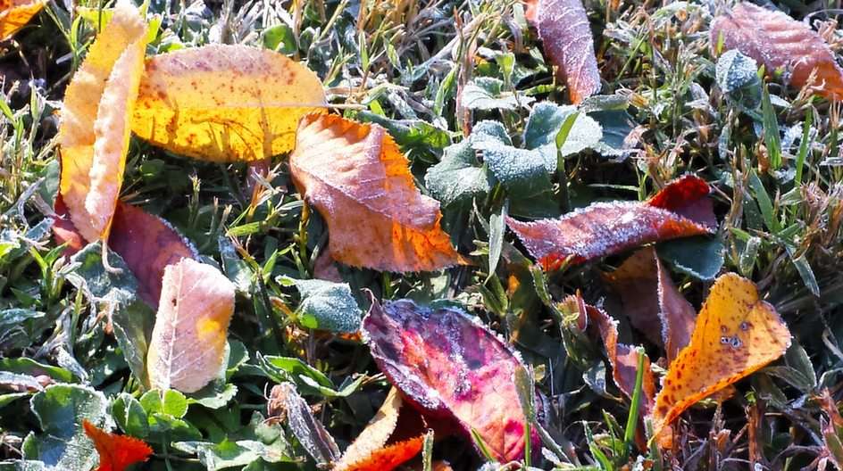 Frostige Herbstfarben Online-Puzzle vom Foto