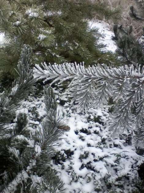 雪に覆われた針葉樹 オンラインパズル