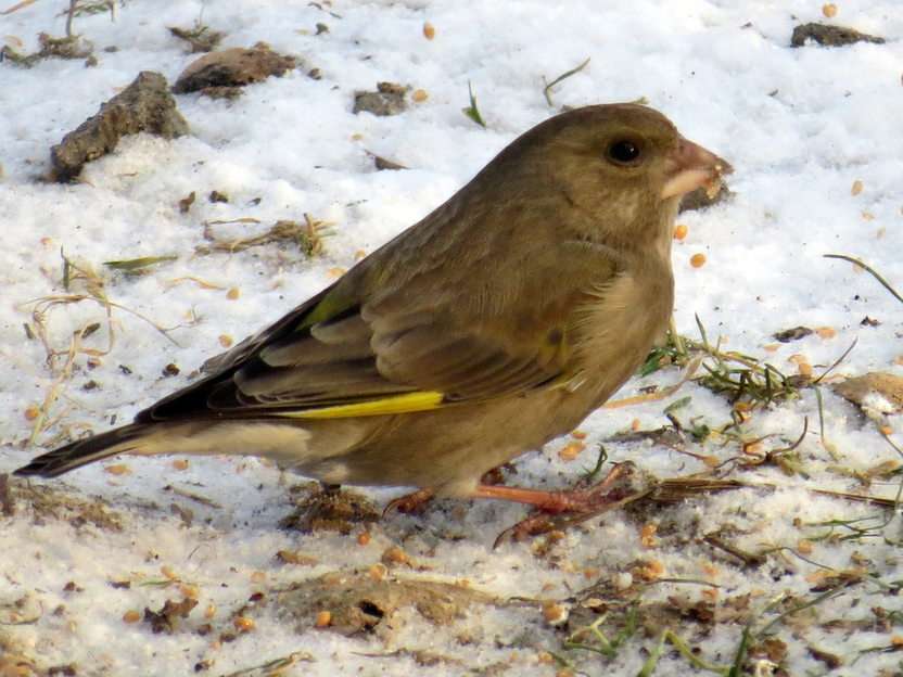 Greenfinch online puzzle