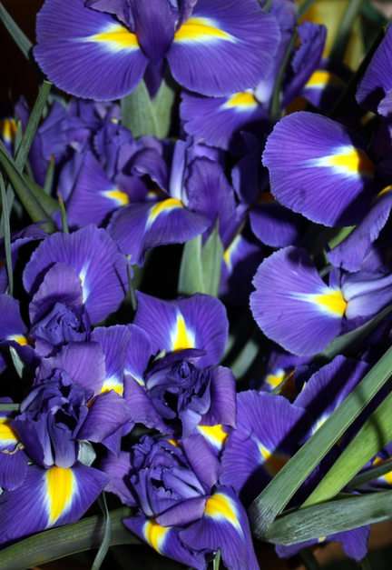 irises puzzle online from photo