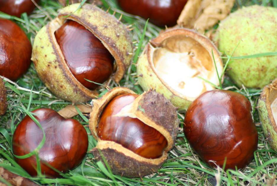 chestnuts II online puzzle