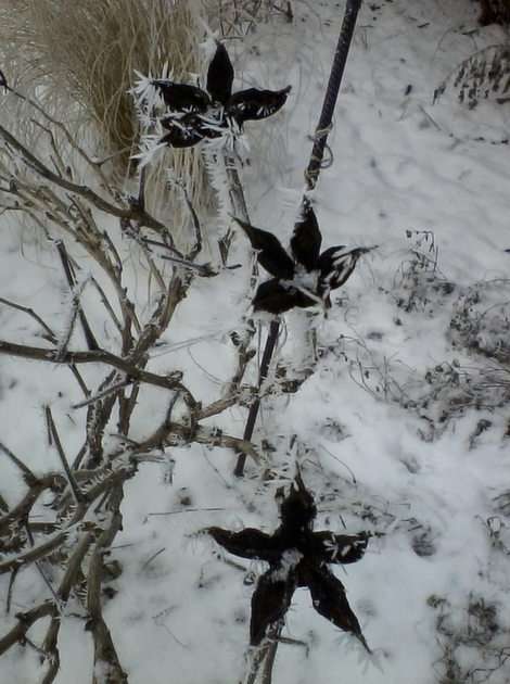 Pivoine arborescente - en hiver puzzle en ligne