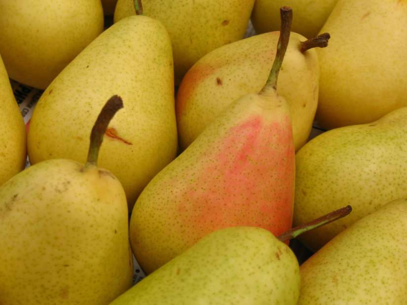 Kruške (pears) puzzle online from photo