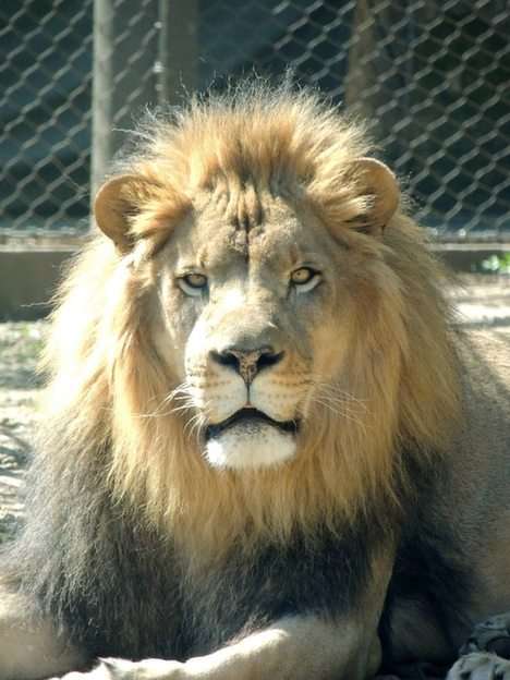 Lejon pussel online från foto