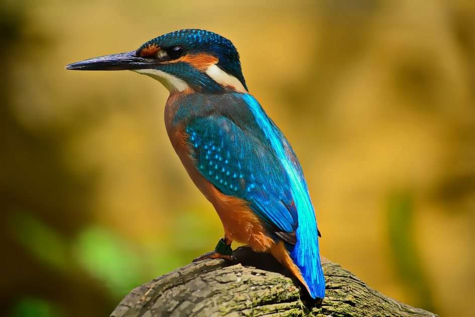 Kingfisher puzzle online from photo