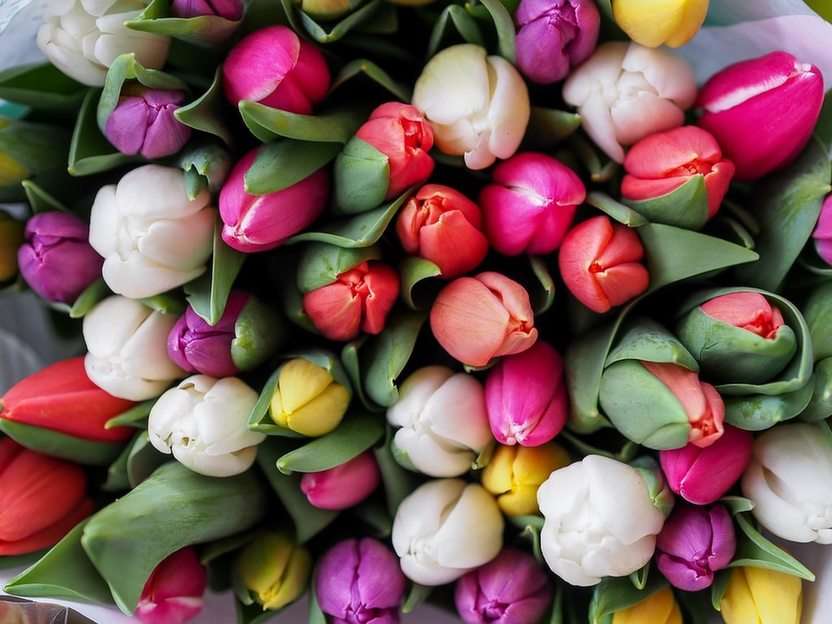 Tulipani puzzle online